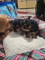 Snickers, a female Yorkshire Terrier for sale in Wasilla, AK – Photo 8 of 10