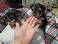 Snickers, a female Yorkshire Terrier for sale in Wasilla, AK – Photo 7 of 10