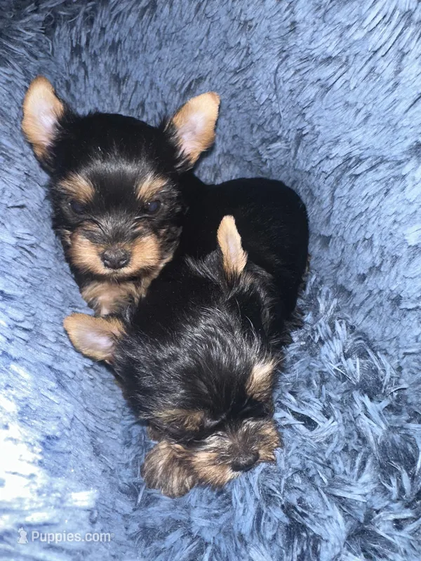 Snickers, a female Yorkshire Terrier for sale in Wasilla, AK – Photo 1 of 10