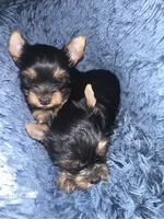 Snickers, a female Yorkshire Terrier for sale in Wasilla, AK – Photo 1 of 10
