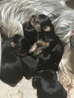 Snickers, a female Yorkshire Terrier for sale in Wasilla, AK – Photo 10 of 10