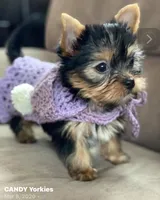 Snickers, a female Yorkshire Terrier for sale in Wasilla, AK – Photo 2 of 10