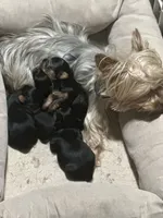 Snickers, a female Yorkshire Terrier for sale in Wasilla, AK – Photo 9 of 10