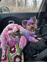 Snickers, a female Yorkshire Terrier for sale in Wasilla, AK – Photo 3 of 10