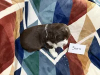 Sara, a female English Springer Spaniel for sale in Wasilla, AK – 3 of 9