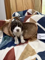 Sara, a female English Springer Spaniel for sale in Wasilla, AK – 9 of 9