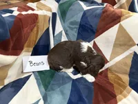 Beans , a male English Springer Spaniel for sale in Wasilla, AK – 6 of 8