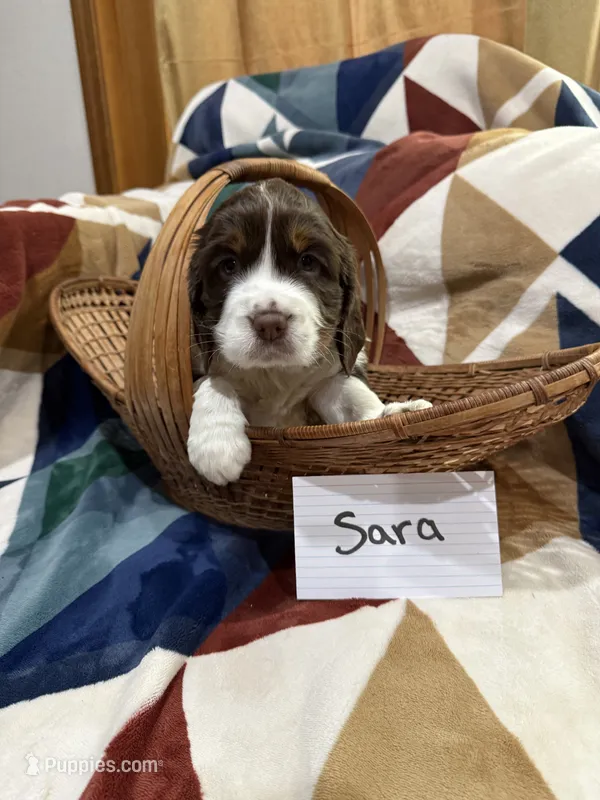 Sara – English Springer Spaniel puppy for sale in Wasilla, AK