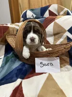 Sara, a female English Springer Spaniel for sale in Wasilla, AK – 1 of 9