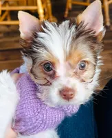 Peaches, a female Yorkshire Terrier for sale in Wasilla, AK – Photo 4 of 4