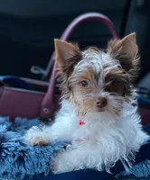 Peaches, a female Yorkshire Terrier for sale in Wasilla, AK – Photo 1 of 4