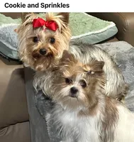 Peaches, a female Yorkshire Terrier for sale in Wasilla, AK – Photo 3 of 4