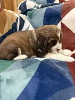 Hiccup, a male English Springer Spaniel for sale in Wasilla, AK – 6 of 9