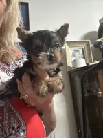 Sunshine, a female Yorkshire Terrier for sale in Wasilla, AK – Photo 3 of 3