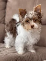 Skittles, a female Yorkshire Terrier for sale in Wasilla, AK – Photo 1 of 6