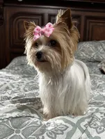 Skittles, a female Yorkshire Terrier for sale in Wasilla, AK – Photo 5 of 6