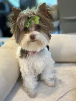 Skittles, a female Yorkshire Terrier for sale in Wasilla, AK – Photo 4 of 6