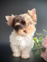 Skittles, a female Yorkshire Terrier for sale in Wasilla, AK – Photo 2 of 6