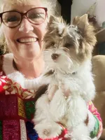 Skittles, a female Yorkshire Terrier for sale in Wasilla, AK – Photo 6 of 6