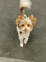 Skittles, a female Yorkshire Terrier for sale in Wasilla, AK – Photo 3 of 6