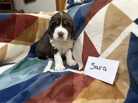 Sara, a female English Springer Spaniel for sale in Wasilla, AK – 8 of 9