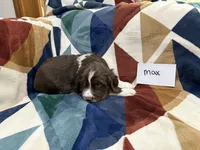 Max , a male English Springer Spaniel for sale in Wasilla, AK – 4 of 8