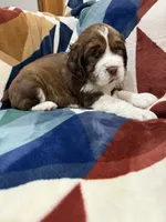 Hiccup, a male English Springer Spaniel for sale in Wasilla, AK – 7 of 9