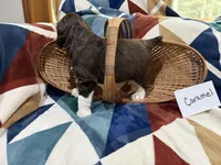 Caramel, a female English Springer Spaniel for sale in Wasilla, AK – 4 of 9