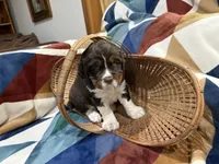 Caramel, a female English Springer Spaniel for sale in Wasilla, AK – 5 of 9