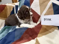 Max , a male English Springer Spaniel for sale in Wasilla, AK – 5 of 8