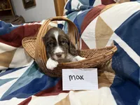 Max , a male English Springer Spaniel for sale in Wasilla, AK – 3 of 8