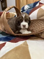 Hiccup, a male English Springer Spaniel for sale in Wasilla, AK – 3 of 9