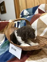 Max , a male English Springer Spaniel for sale in Wasilla, AK – 8 of 8