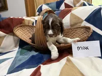 Max , a male English Springer Spaniel for sale in Wasilla, AK – 2 of 8
