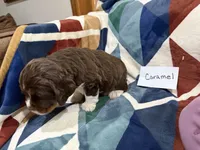 Caramel, a female English Springer Spaniel for sale in Wasilla, AK – 9 of 9
