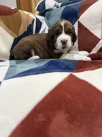 Hiccup, a male English Springer Spaniel for sale in Wasilla, AK – 9 of 9