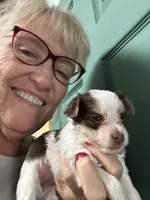 Strawberry, a female Yorkshire Terrier for sale in Wasilla, AK – Photo 1 of 4