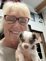 Strawberry, a female Yorkshire Terrier for sale in Wasilla, AK – Photo 2 of 4