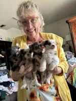 Strawberry, a female Yorkshire Terrier for sale in Wasilla, AK – Photo 3 of 4