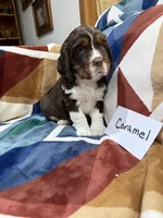 Caramel, a female English Springer Spaniel for sale in Wasilla, AK – 3 of 9