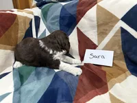 Sara, a female English Springer Spaniel for sale in Wasilla, AK – 5 of 9