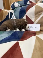 Hiccup, a male English Springer Spaniel for sale in Wasilla, AK – 8 of 9