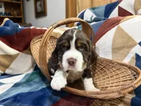 Beans , a male English Springer Spaniel for sale in Wasilla, AK – 2 of 8
