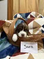 Sara, a female English Springer Spaniel for sale in Wasilla, AK – 2 of 9