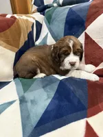 Hiccup, a male English Springer Spaniel for sale in Wasilla, AK – 1 of 9