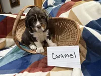 Caramel, a female English Springer Spaniel for sale in Wasilla, AK – 2 of 9