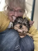 Candy, a female Yorkshire Terrier for sale in Wasilla, AK – Photo 5 of 5