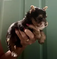 Candy, a female Yorkshire Terrier for sale in Wasilla, AK – Photo 1 of 5