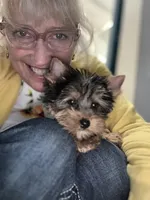 Candy, a female Yorkshire Terrier for sale in Wasilla, AK – Photo 4 of 5