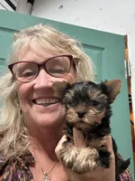 Candy, a female Yorkshire Terrier for sale in Wasilla, AK – Photo 2 of 5